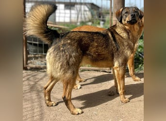 Bastian - aus Mangalia