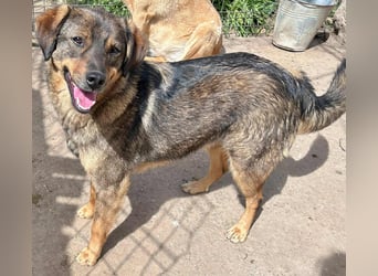 Bastian - aus Mangalia