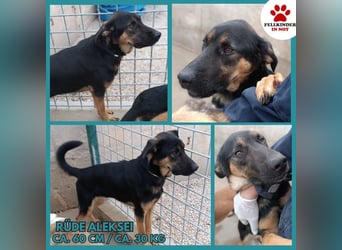 Aleksei Schäferhund Mischling Rüde sucht Zuhause oder Pflegestelle