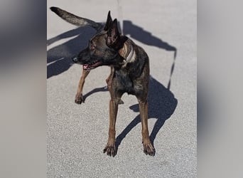 Lu aktive Malinois Mischlingshündin Mischling Hündin sucht Zuhause oder Pflegestelle