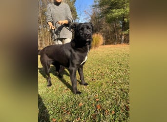 Naomi Labrador Mischling Hündin sucht Zuhause oder Pflegestelle