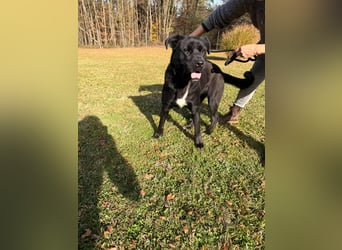 Naomi Labrador Mischling Hündin sucht Zuhause oder Pflegestelle