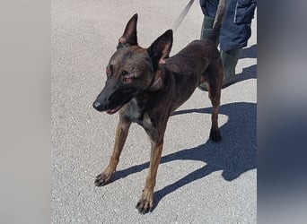 Lu aktive Malinois Mischlingshündin Mischling Hündin sucht Zuhause oder Pflegestelle
