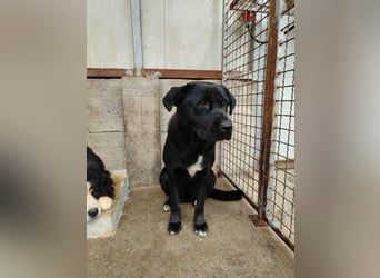 Naomi Labrador Mischling Hündin sucht Zuhause oder Pflegestelle