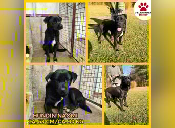 Naomi Labrador Mischling Hündin sucht Zuhause oder Pflegestelle