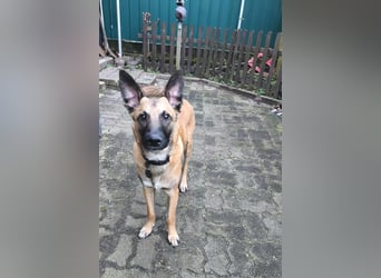Bongo belgischer Schäferhund Malinois Mischling Junghund sucht Zuhause für immer