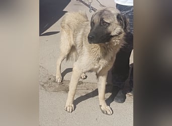 Tref großer Kangal Mischlingsrüde Mischling Rüde sucht Zuhause oder Pflegestelle
