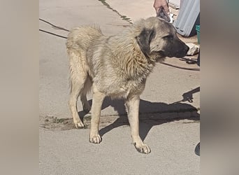 Tref großer Kangal Mischlingsrüde Mischling Rüde sucht Zuhause oder Pflegestelle
