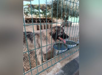 Pipi HSH Sarplaninac Mischlingshündin Mischling Hündin sucht Zuhause oder Pflegestelle