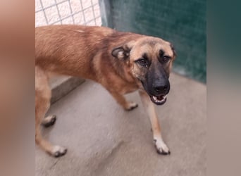 Alejandro Schäferhund Mischling Rüde sucht Zuhause oder Pflegestelle