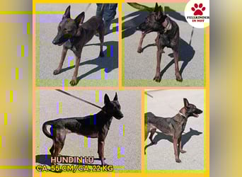 Lu aktive Malinois Mischlingshündin Mischling Hündin sucht Zuhause oder Pflegestelle