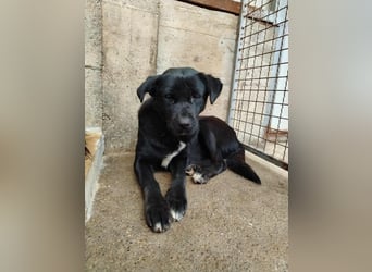 Naomi Labrador Mischling Hündin sucht Zuhause oder Pflegestelle