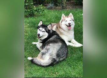 NOTFALL 2 Senioren - Mahou & Ayeli 2 Huskys Husky Hündin Hündinnen suchen Zuhause für immer