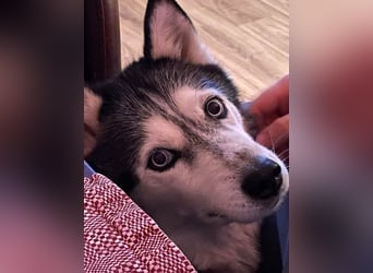NOTFALL 2 Senioren - Mahou & Ayeli 2 Huskys Husky Hündin Hündinnen suchen Zuhause für immer