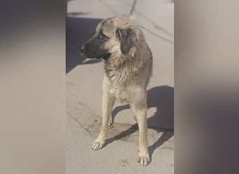 Tref großer Kangal Mischlingsrüde Mischling Rüde sucht Zuhause oder Pflegestelle