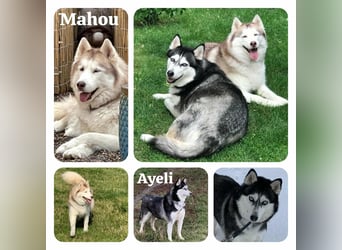 NOTFALL 2 Senioren - Mahou & Ayeli 2 Huskys Husky Hündin Hündinnen suchen Zuhause für immer