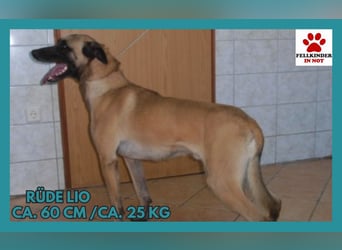 Lio belgischer Schäferhund Malinois Mischling Rüde sucht Zuhause oder Pflegestelle