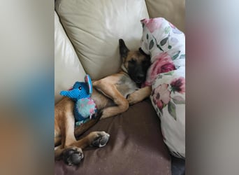 Bongo belgischer Schäferhund Malinois Mischling Junghund sucht Zuhause für immer