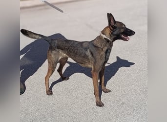 Lu aktive Malinois Mischlingshündin Mischling Hündin sucht Zuhause oder Pflegestelle