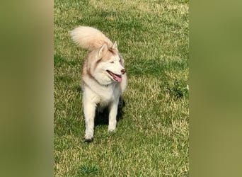 NOTFALL 2 Senioren - Mahou & Ayeli 2 Huskys Husky Hündin Hündinnen suchen Zuhause für immer