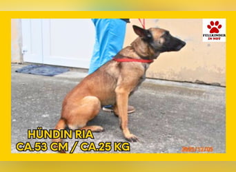 Ria Malinois Mischlingshündin Mischling Hündin sucht Zuhause oder Pflegestelle