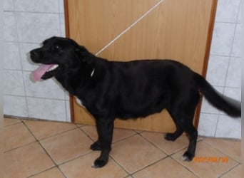 Naomi Labrador Mischling Hündin sucht Zuhause oder Pflegestelle