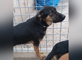 Aleksei Schäferhund Mischling Rüde sucht Zuhause oder Pflegestelle