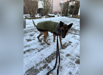 Kurt / Jack Malinois Schäferhund Mischling Rüde Senior sucht Zuhause für immer