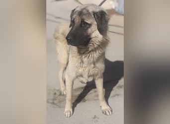 Tref großer Kangal Mischlingsrüde Mischling Rüde sucht Zuhause oder Pflegestelle
