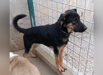 Aleksei Schäferhund Mischling Rüde sucht Zuhause oder Pflegestelle