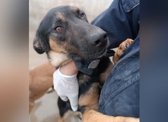 Aleksei Schäferhund Mischling Rüde sucht Zuhause oder Pflegestelle