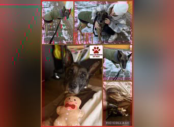 Kurt / Jack Malinois Schäferhund Mischling Rüde Senior sucht Zuhause für immer