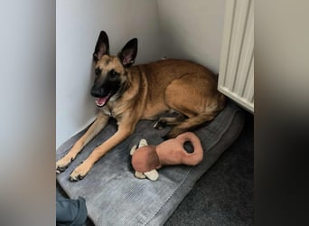 Bongo belgischer Schäferhund Malinois Mischling Junghund sucht Zuhause für immer