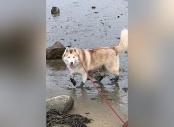 NOTFALL 2 Senioren - Mahou & Ayeli 2 Huskys Husky Hündin Hündinnen suchen Zuhause für immer