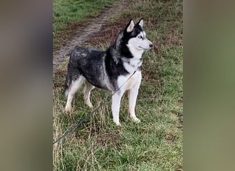 NOTFALL 2 Senioren - Mahou & Ayeli 2 Huskys Husky Hündin Hündinnen suchen Zuhause für immer