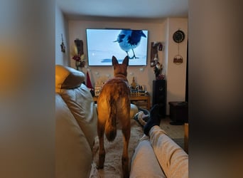 Bongo belgischer Schäferhund Malinois Mischling Junghund sucht Zuhause für immer