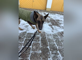 Kurt / Jack Malinois Schäferhund Mischling Rüde Senior sucht Zuhause für immer