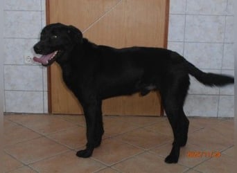 Smoky größerer Mischlingsrüde Mischling Rüde sucht Zuhause oder Pflegestelle