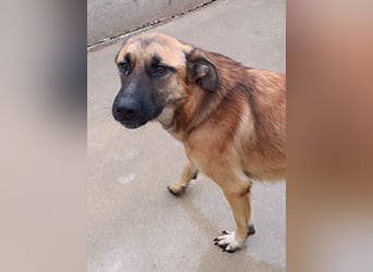 Alejandro Schäferhund Mischling Rüde sucht Zuhause oder Pflegestelle