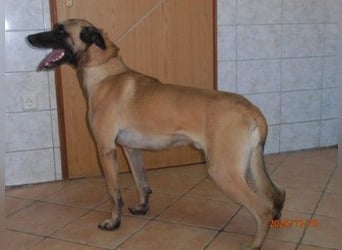 Lio belgischer Schäferhund Malinois Mischling Rüde sucht Zuhause oder Pflegestelle