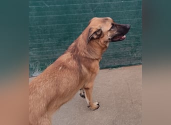Alejandro Schäferhund Mischling Rüde sucht Zuhause oder Pflegestelle