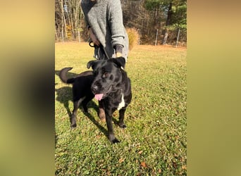 Naomi Labrador Mischling Hündin sucht Zuhause oder Pflegestelle