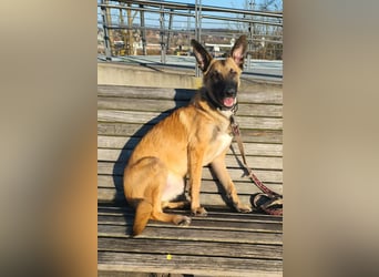 Bongo belgischer Schäferhund Malinois Mischling Junghund sucht Zuhause für immer