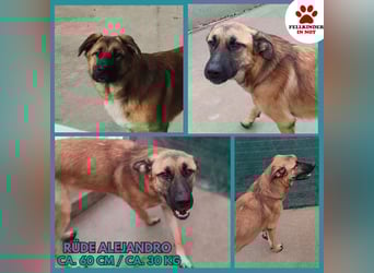 Alejandro Schäferhund Mischling Rüde sucht Zuhause oder Pflegestelle