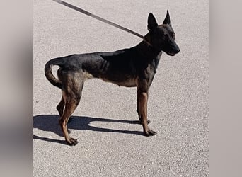 Lu aktive Malinois Mischlingshündin Mischling Hündin sucht Zuhause oder Pflegestelle