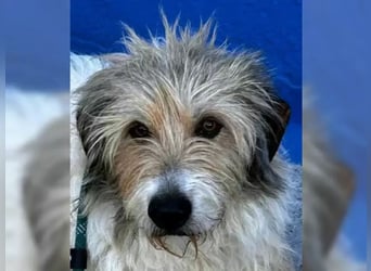 Peque, Notfall- er hat die Hoffnung aufgegeben- dringend auch Ps gesucht