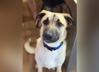 Jacky - Kinderliebe Schmusehündin