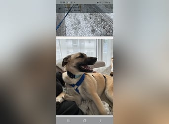 Jacky - Kinderliebe Schmusehündin