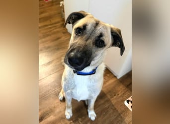 Jacky - Kinderliebe Schmusehündin