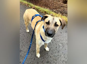 Jacky - Kinderliebe Schmusehündin